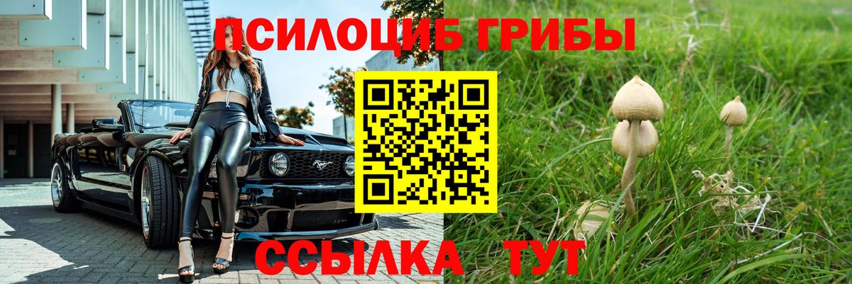 Псилоцибиновые грибы Psilocybe Грозный